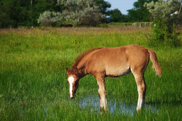 Pequeño potro pastando en el campo