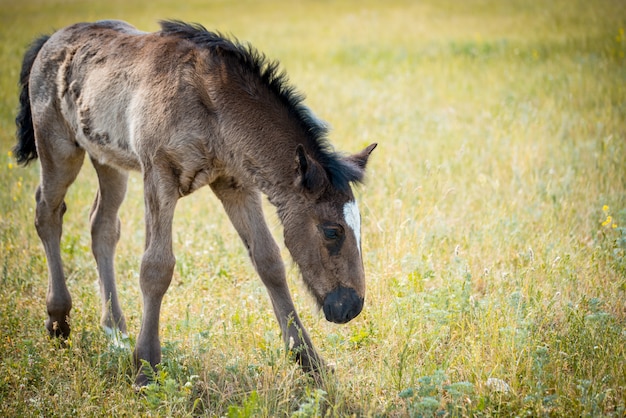 Un pequeño potro pelirrojo está parado en un campo en el fondo de un bosque