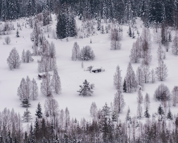 Un pequeño pueblo en ruinas en invierno en el bosque con casas de madera rotas en la nieve vista desde arriba