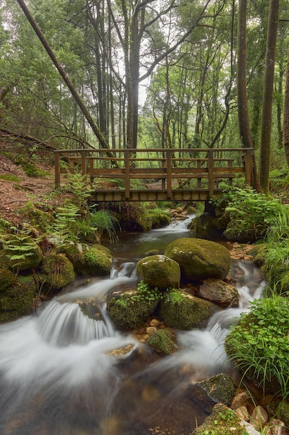 Pequeño puente de madera sobre un río en un hermoso bosque en la zona de Galicia, España.