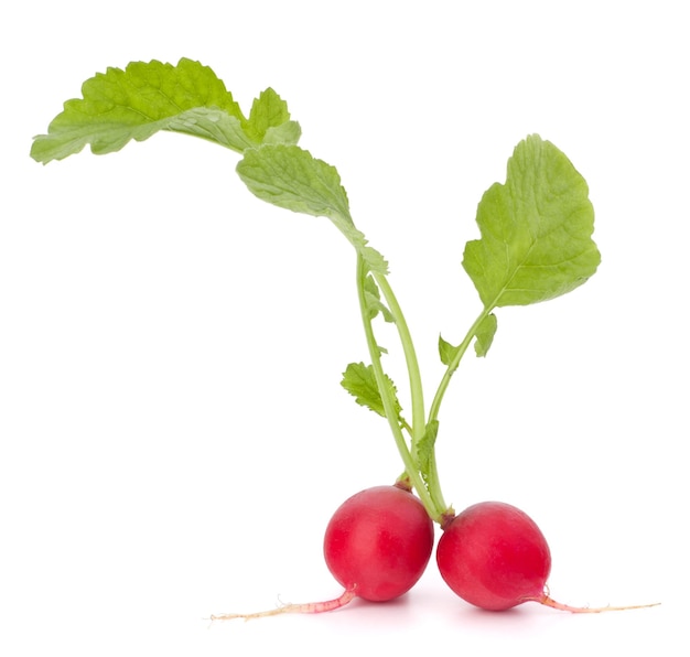 Pequeño rábano de jardín con hojas