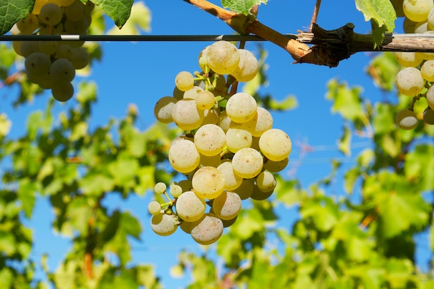 pequeño racimo de uvas blancas en el fondo de un viñedo verde en un día soleado