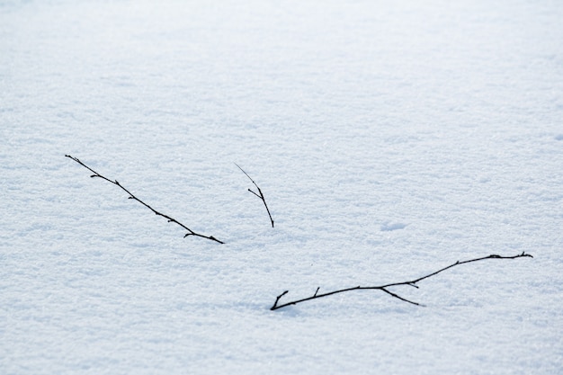 Pequeno raminho aparecendo na neve branca no inverno