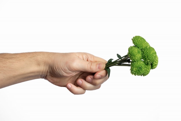 Un pequeño ramo de crisantemos verdes en una mano masculina sobre un fondo blanco.