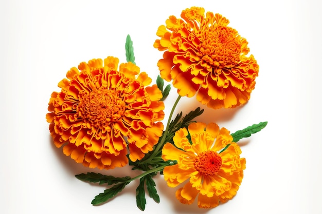 Pequeño ramo de flores de caléndula con tallos aislados en blanco