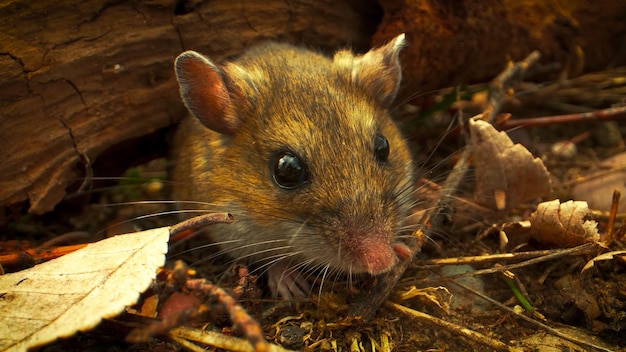 pequeno rato japonês foto hd