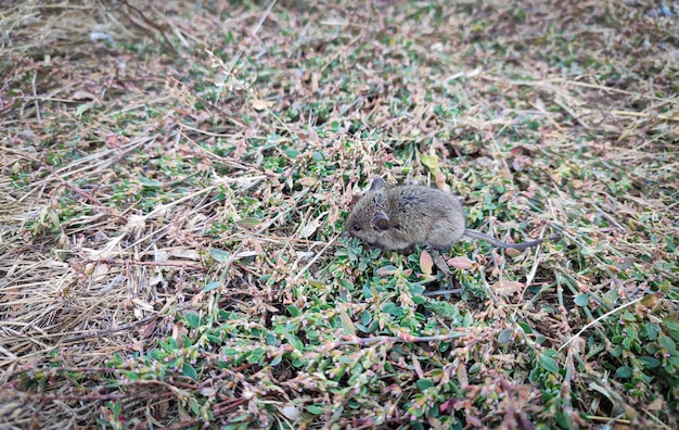 Foto pequeño ratón del bosque salvaje descansando sobre la hierba vista superior al aire libre