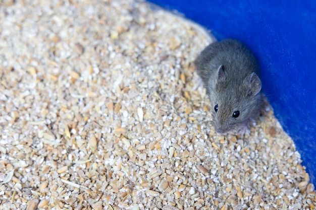 Un pequeño ratón gris está sentado sobre un grano de trigo. El retrato de un roedor de ratón estropea la cosecha.