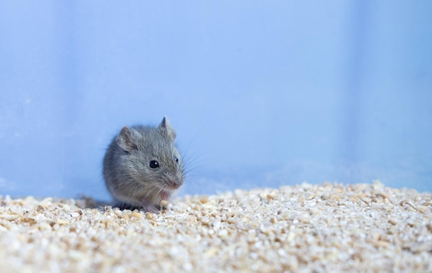 Un pequeño ratón gris está sentado sobre un grano de trigo. El retrato de un roedor de ratón estropea el espacio de la copia del banner de la cosecha.