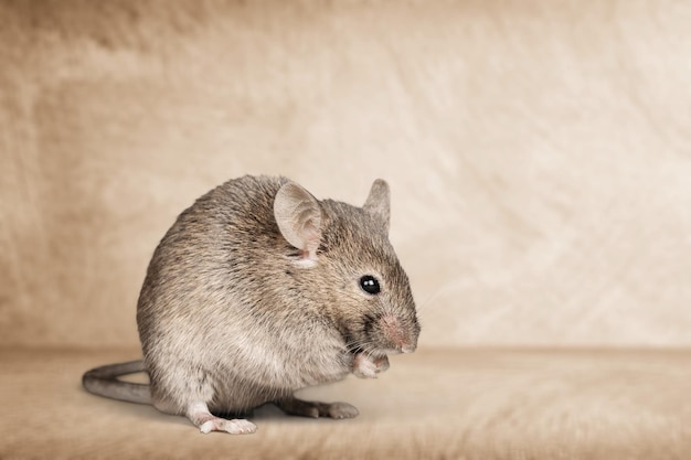 Foto pequeño ratón gris y lindo sobre fondo de madera