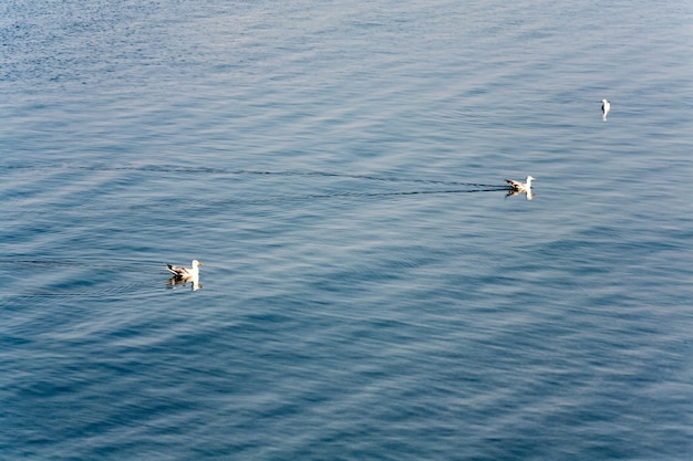 Pequeno rebanho de gaivotas e mar azul de verão