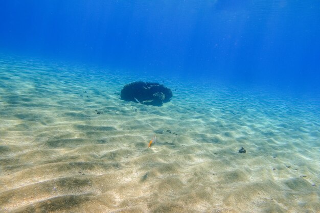 Pequeno recife no fundo do mar arenoso em águas azuis profundas no mar vermelho