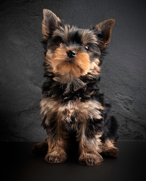 Pequeño retrato de cachorro de Yorkshire terrier.