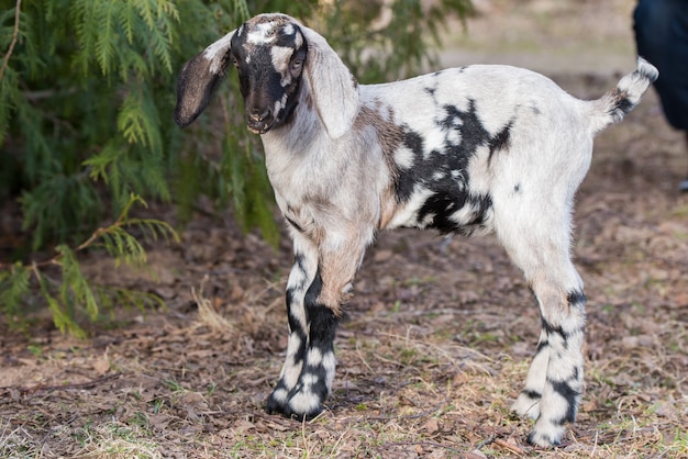 Pequeño retrato de doeling de cabra boer de Sudáfrica en la naturaleza