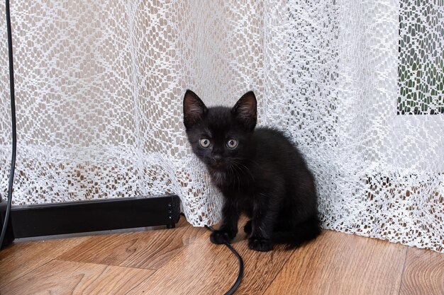 Pequeno retrato engraçado de gatinho preto fechado