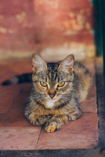 Pequeño retrato de gatito gris