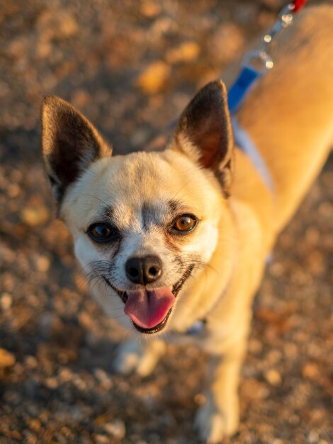 Pequeño retrato lindo del perro chihuahua