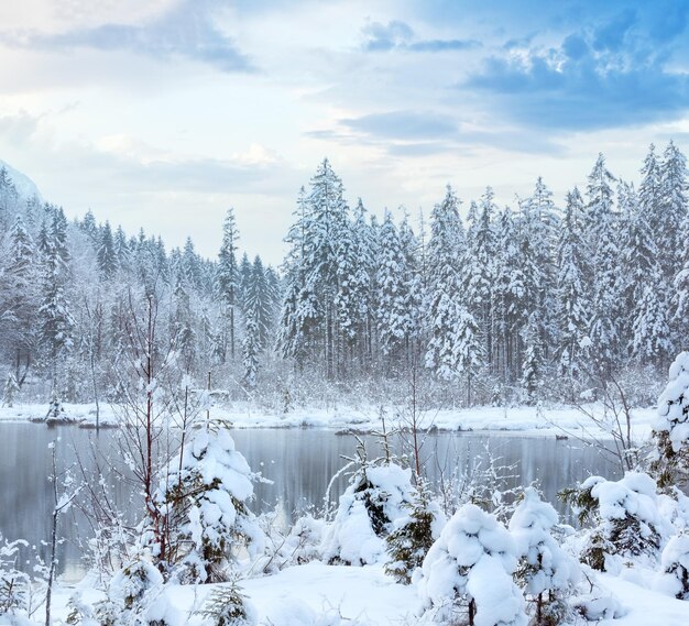 Pequeno riacho de inverno com árvores nevadas