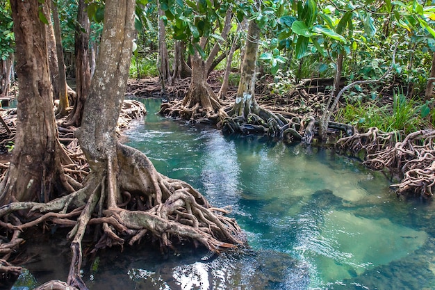 Pequeño río con agua clara fluye a través del bosque de manglares con árboles gruesos con raíces retorcidas