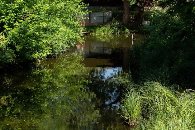 Pequeño río entre arbustos y árboles