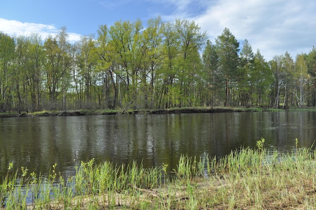 Pequeño río en el bosque de mayo