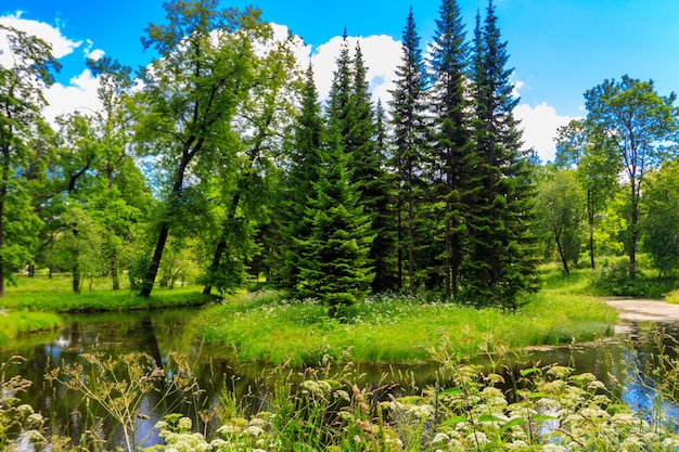 Pequeño río en un bosque mixto de hojas caducas y coníferas en Rusia Paisaje de verano