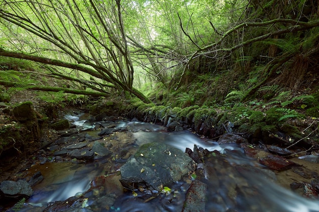 Pequeño río en un bosque muy frondoso en la zona de Galicia, España.