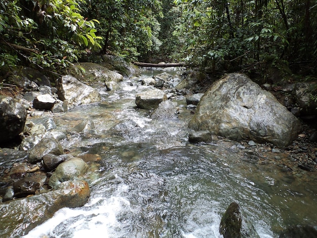 Pequeño río en bosque con vegetación y roca.