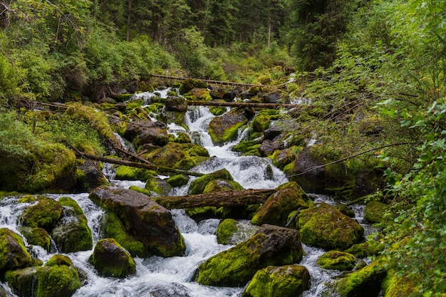 Un pequeño río en el bosque en verano