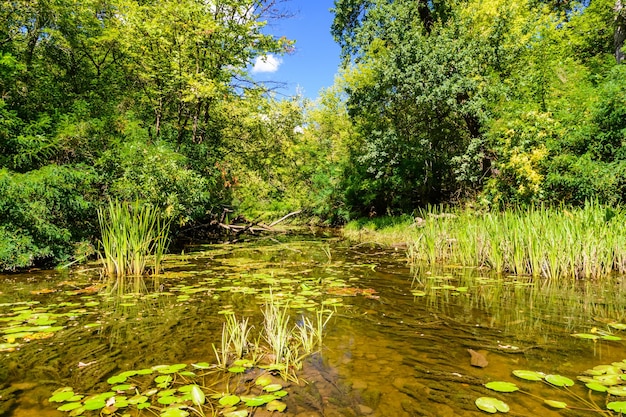 Pequeño río en un bosque en verano