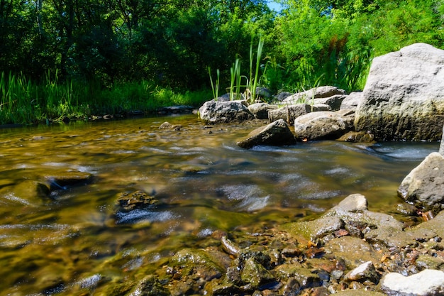 Pequeño río en un bosque en verano