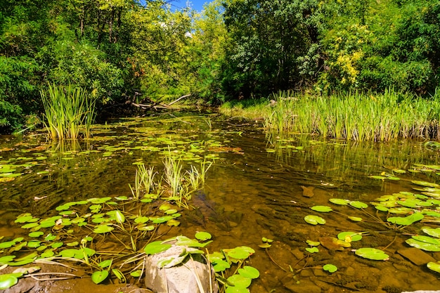 Foto pequeño río en un bosque en verano