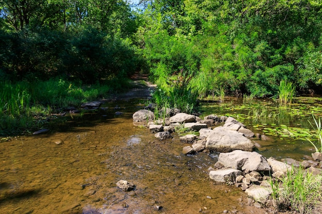 Pequeño río en bosque verde en verano