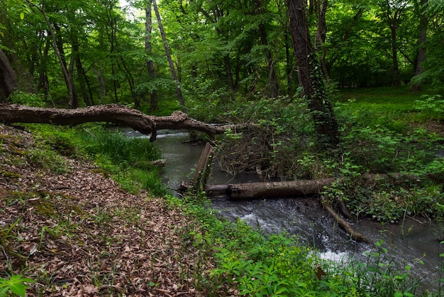 Un pequeño río en un bosque verde.