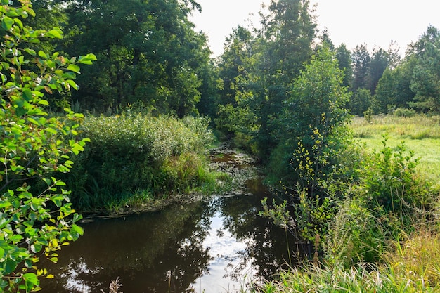 Pequeño río en un bosque verde