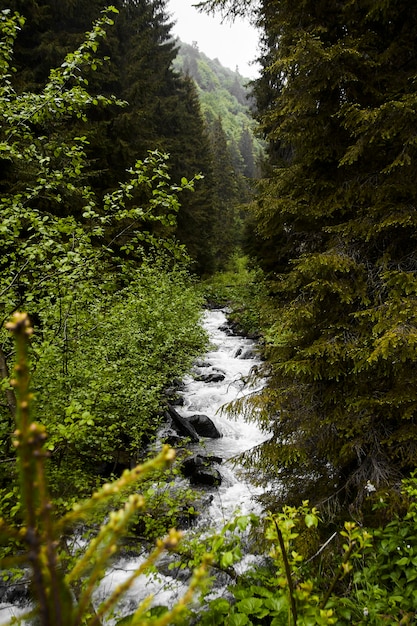 Un pequeño río en el bosque.