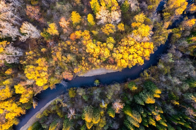 Pequeno rio de montanha na floresta de outono de um ponto de vista alto