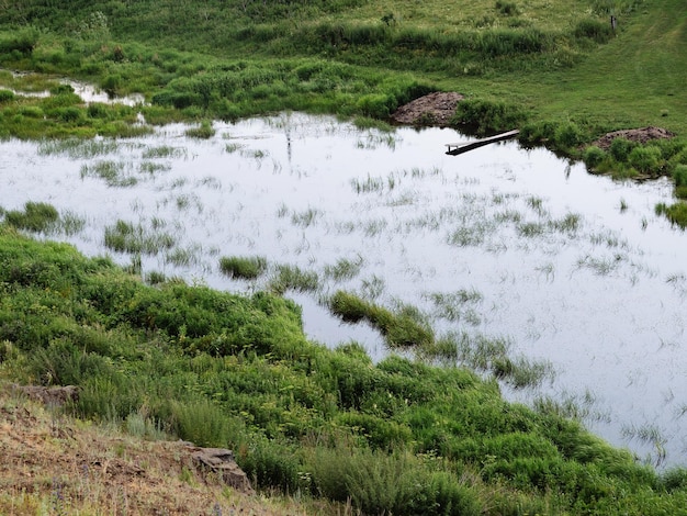 Un pequeño río fluye entre la hierba verde.