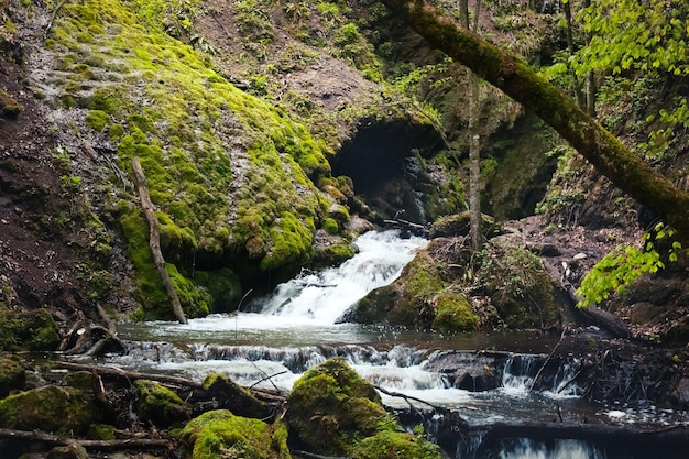 Pequeño río hermoso en el bosque