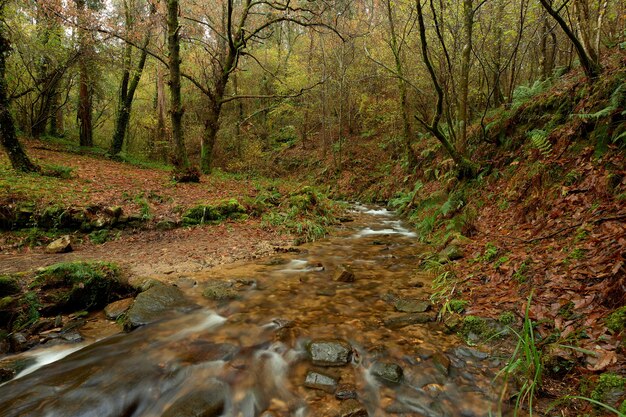Pequeño río en medio de un bosque lleno de hojas marrones en la zona de Galicia, España.