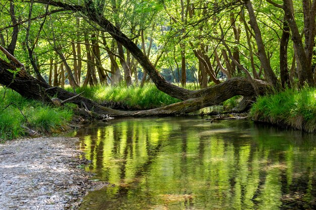 Un pequeño río de montaña con agua fría fluye en el bosque entre los árboles en un día soleado de verano Grecia Peloponeso