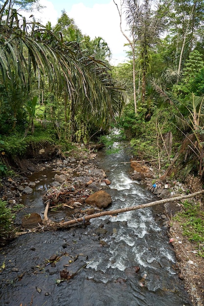 Un pequeño río montañoso contaminado en un bosque de Asia