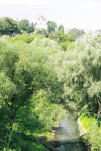 Pequeno rio na floresta