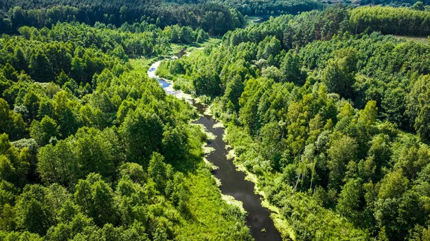 Pequeño río en pantanos verdes Vista aérea de la naturaleza