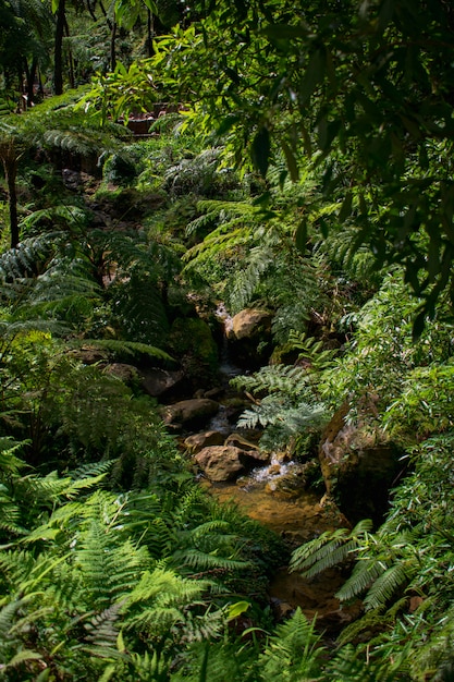 Foto pequeno rio que flui em um desfiladeiro, caldeira velha, ilha de são miguel, açores, portugal