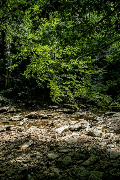 Pequeño río y rocas hermosa cascada de la selva tropical de montaña con agua que fluye rápido y rocas