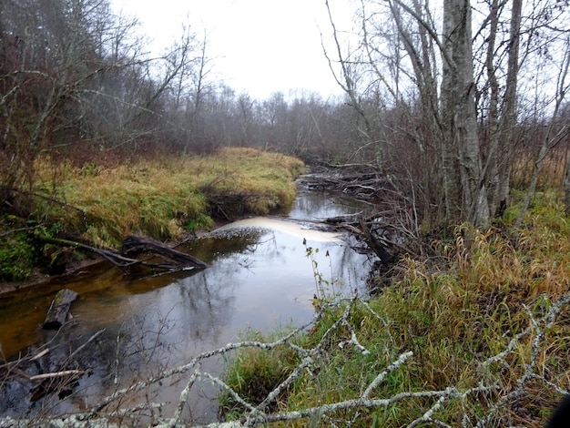 Un pequeño río salvaje con árboles caídos y muchas rocas. Un pequeño río de truchas durante el otoño.