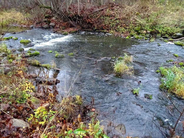 Un pequeño río salvaje con árboles caídos y muchas rocas. Un pequeño río de truchas durante el otoño.