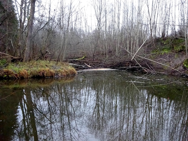 Un pequeño río salvaje con árboles caídos y muchas rocas. Un pequeño río de truchas durante el otoño.