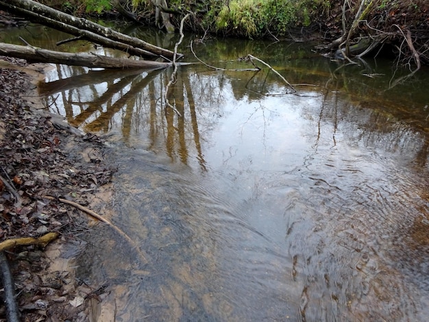 Un pequeño río salvaje con árboles caídos y muchas rocas. Un pequeño río de truchas durante el otoño.